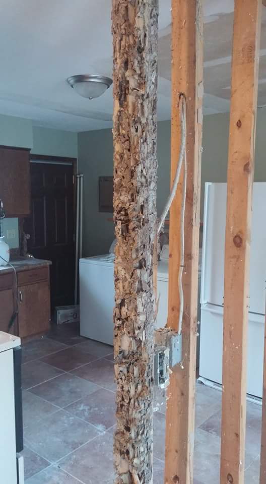 Termite infested wood plank
