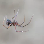Spider in Kansas, USA