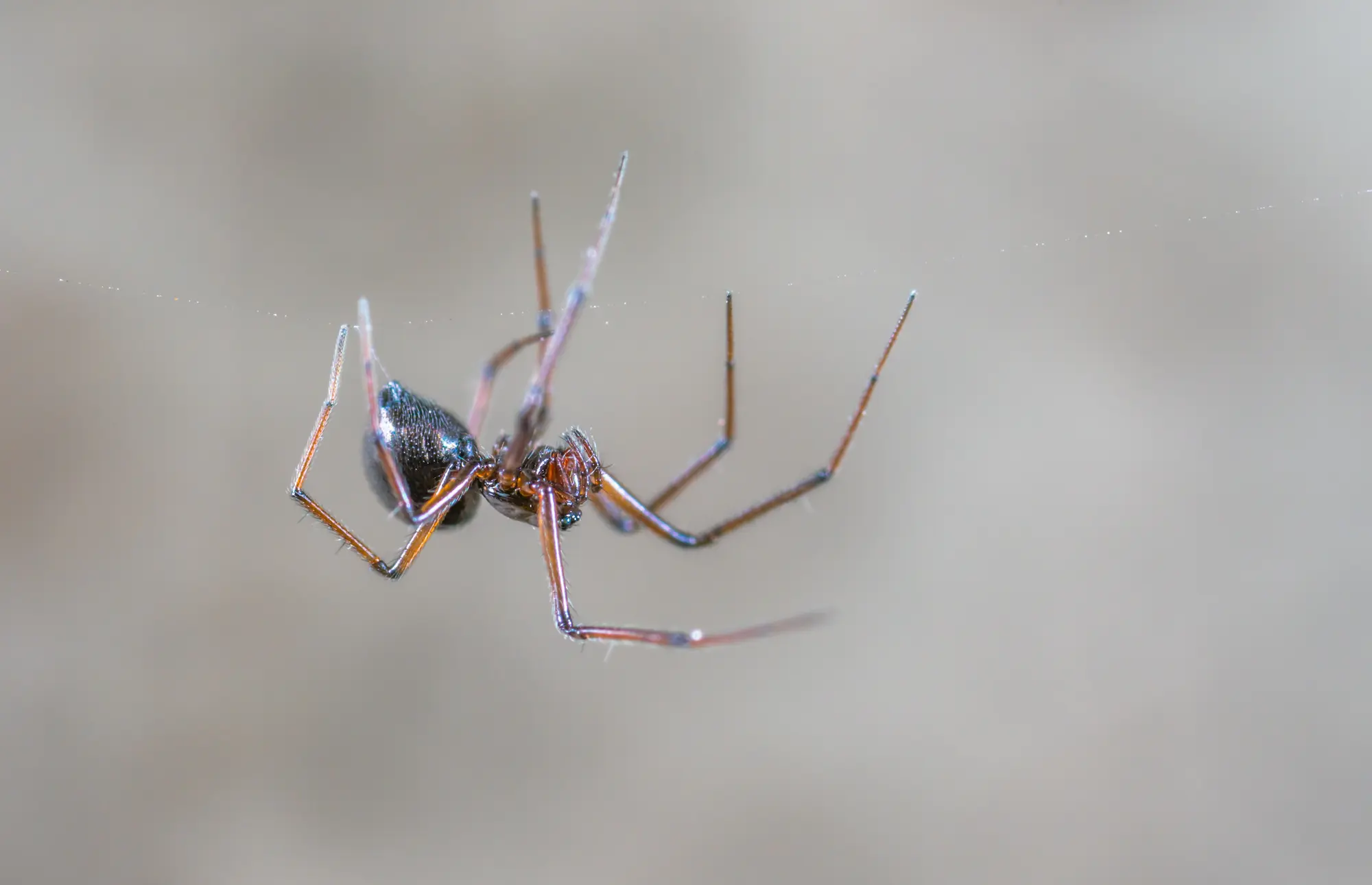 Spider in Kansas, USA