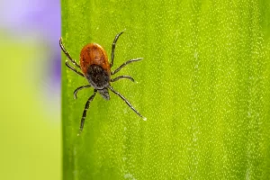 Tick that can cause Lyme Disease