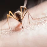 Mosquito that needs to be removed