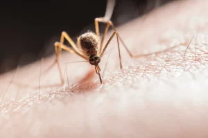 Mosquito that needs to be removed