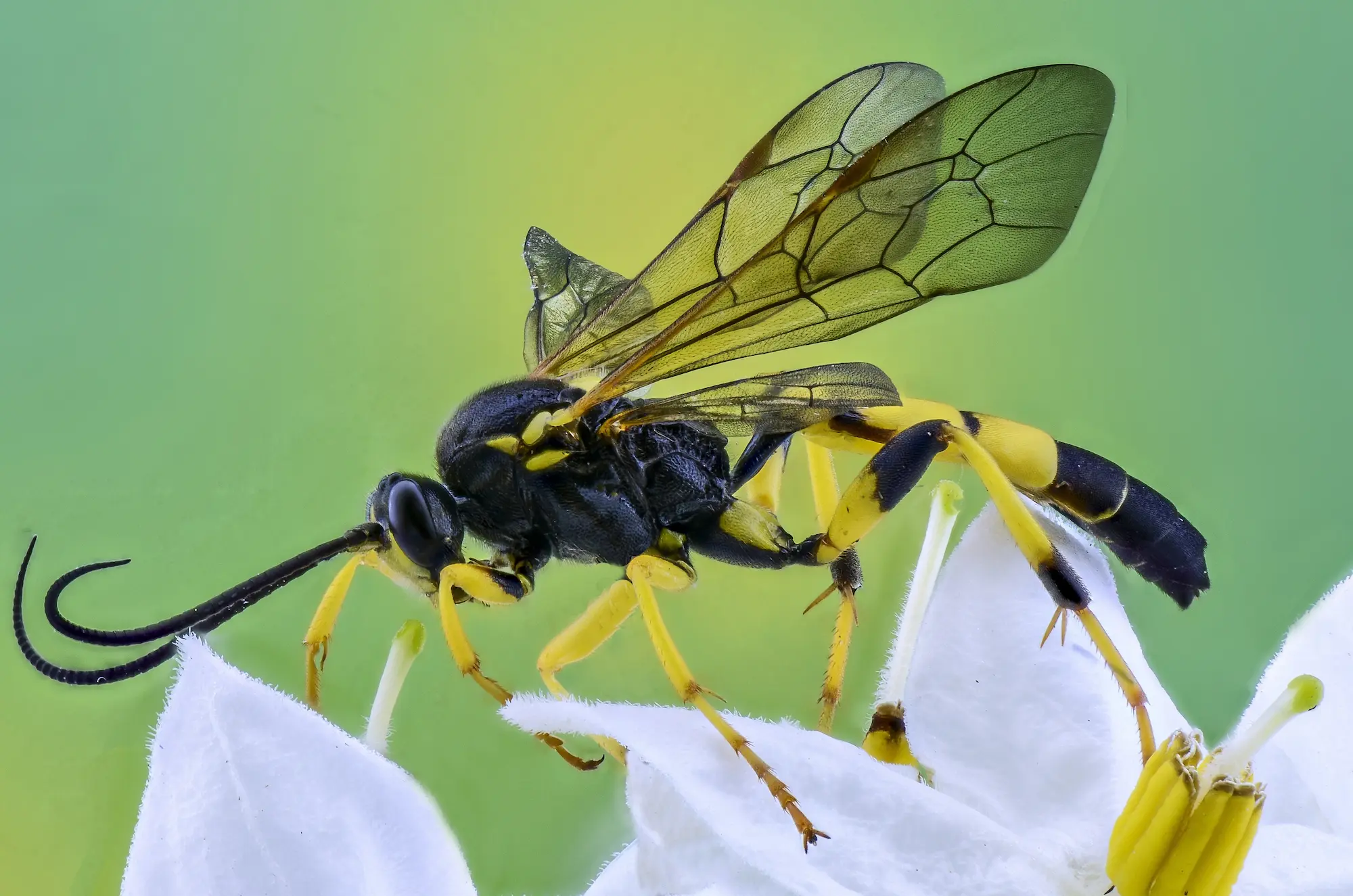 Wasp that can cause discomfort in your home