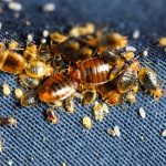 Dead bed bugs in your home