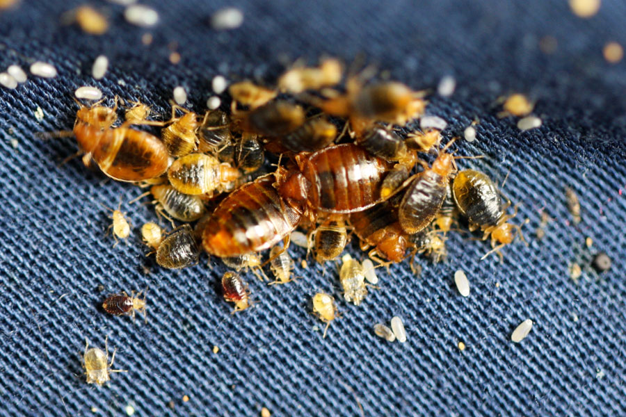 Dead bed bugs in your home