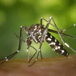 Mosquito in your yard