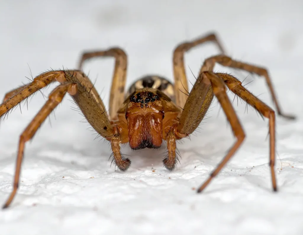 Brown Recluse