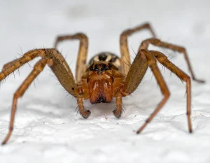 Brown Recluse